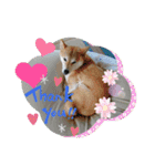柴犬ガロ日常パート2（個別スタンプ：1）