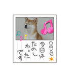 柴犬ガロ日常パート2（個別スタンプ：2）