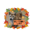 柴犬ガロ日常パート2（個別スタンプ：3）