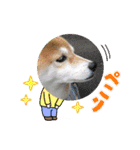 柴犬ガロ日常パート2（個別スタンプ：4）