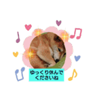 柴犬ガロ日常パート2（個別スタンプ：5）