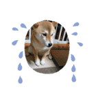 柴犬ガロ日常パート2（個別スタンプ：6）
