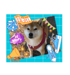 柴犬ガロ日常パート2（個別スタンプ：7）