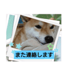 柴犬ガロ日常パート2（個別スタンプ：8）