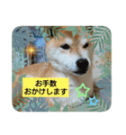 柴犬ガロ日常パート2（個別スタンプ：10）