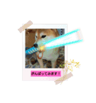 柴犬ガロ日常パート2（個別スタンプ：11）