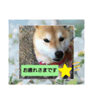 柴犬ガロ日常パート2（個別スタンプ：14）