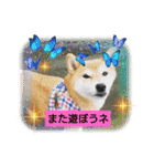 柴犬ガロ日常パート2（個別スタンプ：15）