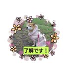 柴犬ガロ日常パート2（個別スタンプ：16）