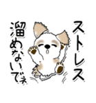 シーズー犬 123『褒めましょ』（個別スタンプ：38）