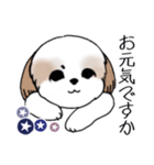 Stickers_Shih Tzu_i シーズースタンプ夏（個別スタンプ：4）