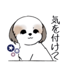 Stickers_Shih Tzu_i シーズースタンプ夏（個別スタンプ：14）