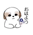 Stickers_Shih Tzu_i シーズースタンプ夏（個別スタンプ：17）