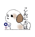 Stickers_Shih Tzu_i シーズースタンプ夏（個別スタンプ：18）