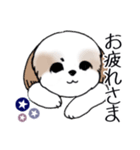 Stickers_Shih Tzu_i シーズースタンプ夏（個別スタンプ：24）
