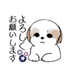 Stickers_Shih Tzu_i シーズースタンプ夏（個別スタンプ：29）