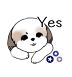 Stickers_Shih Tzu_i シーズースタンプ夏（個別スタンプ：35）