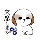 Stickers_Shih Tzu_i シーズースタンプ夏（個別スタンプ：38）