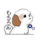 Stickers_Shih Tzu_i シーズースタンプ夏（個別スタンプ：39）