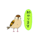 もふふふスズメ（丁寧）（個別スタンプ：10）