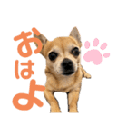 チワワのかわいい毎日スタンプ（個別スタンプ：1）