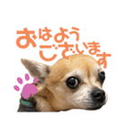 チワワのかわいい毎日スタンプ（個別スタンプ：3）