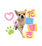 チワワのかわいい毎日スタンプ（個別スタンプ：4）