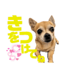 チワワのかわいい毎日スタンプ（個別スタンプ：6）