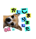 チワワのかわいい毎日スタンプ（個別スタンプ：14）