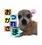 チワワのかわいい毎日スタンプ（個別スタンプ：15）