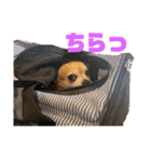 チワワのかわいい毎日スタンプ（個別スタンプ：20）