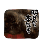 ハナ先輩大集合③'（個別スタンプ：8）
