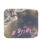 ハナ先輩大集合③'（個別スタンプ：10）