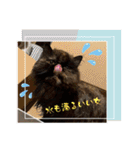 ハナ先輩大集合③'（個別スタンプ：14）