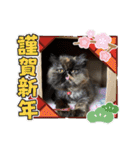 ハナ先輩大集合③'（個別スタンプ：30）