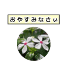 neneのお花敬語あいさつ（個別スタンプ：4）