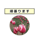 neneのお花敬語あいさつ（個別スタンプ：8）