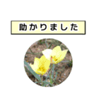 neneのお花敬語あいさつ（個別スタンプ：22）