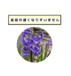 neneのお花敬語あいさつ（個別スタンプ：23）