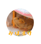 毎日すけすけカレーパン（個別スタンプ：1）