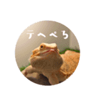 毎日すけすけカレーパン（個別スタンプ：2）