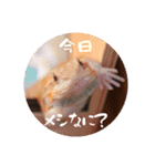 毎日すけすけカレーパン（個別スタンプ：3）