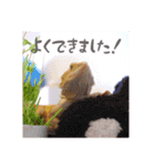 毎日すけすけカレーパン（個別スタンプ：5）