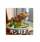 毎日すけすけカレーパン（個別スタンプ：6）
