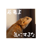 毎日すけすけカレーパン（個別スタンプ：8）