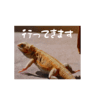 毎日すけすけカレーパン（個別スタンプ：9）