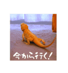 毎日すけすけカレーパン（個別スタンプ：10）