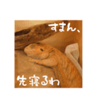 毎日すけすけカレーパン（個別スタンプ：11）