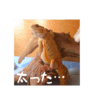 毎日すけすけカレーパン（個別スタンプ：12）