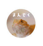 毎日すけすけカレーパン（個別スタンプ：13）